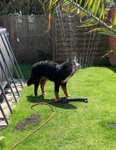 Dogorama-Monats-Challenge-Mai "Wasser"-Beitrag-Bild