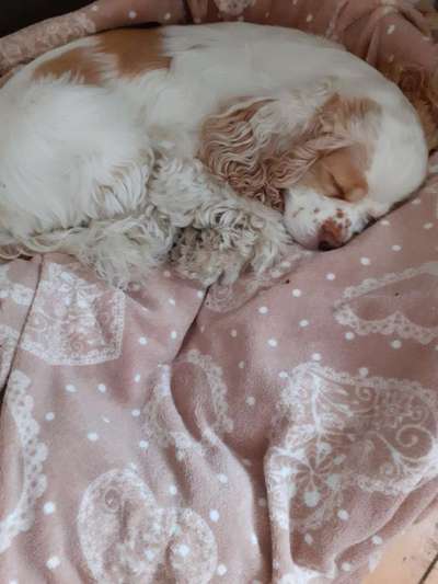 Seltene Rassen!-Beitrag-Bild