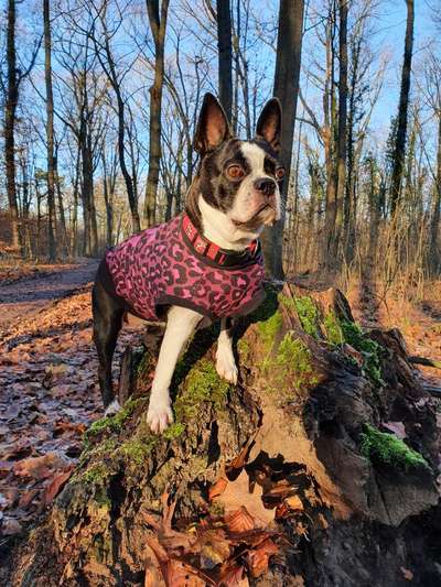 Wo sind hier die Boston Terrier?-Beitrag-Bild