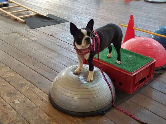 Wo sind hier die Boston Terrier?-Beitrag-Bild