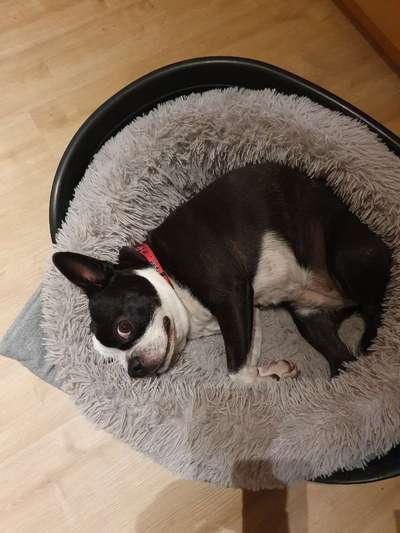 Wo sind hier die Boston Terrier?-Beitrag-Bild