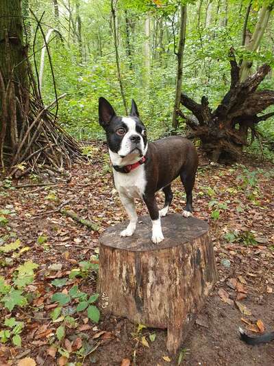 Wo sind hier die Boston Terrier?-Beitrag-Bild
