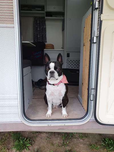 Boston Terrier Liebhaber❤️-Beitrag-Bild