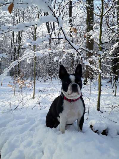 Dogorama Photo Challenge - Es wird nochmal kalt!-Beitrag-Bild