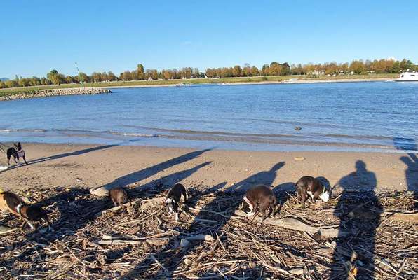 Boston Terrier Liebhaber❤️-Beitrag-Bild