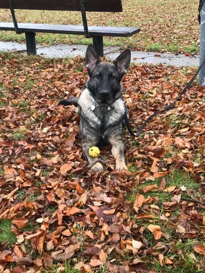 Die Dogorama Kalender Challenge Teil 1/4-Beitrag-Bild