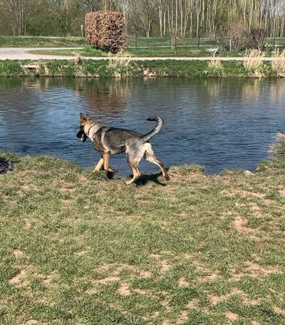 Dogorama-Monats-Challenge-Mai "Wasser"-Beitrag-Bild