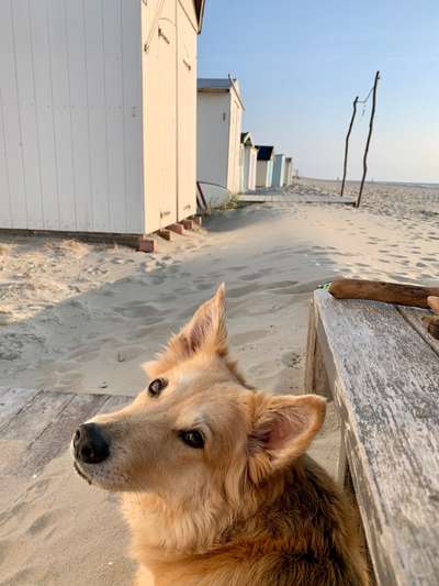 Dogorama Photo Challenge - Hundeblick zum hinschmelzen-Beitrag-Bild