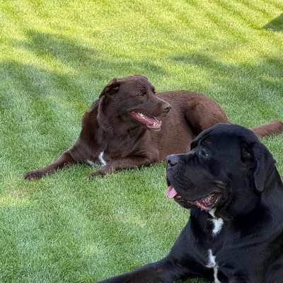 Hundetreffen-Spieldate für mein Baby 🤎-Bild