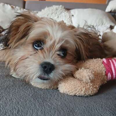 Hundetreffen-Spiel und Gassi Treffen-Bild