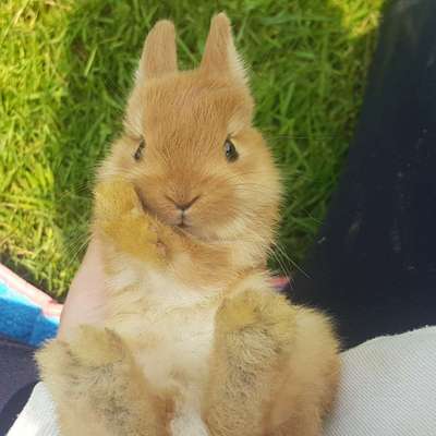 Hundetreffen-Treffen-Profilbild