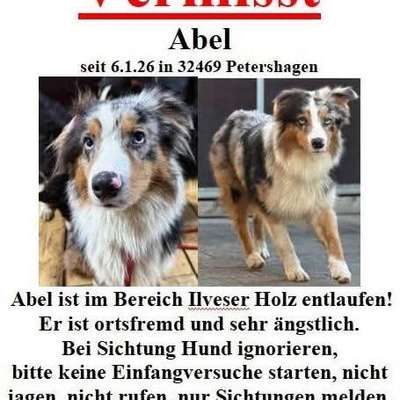 Suchmeldung-Abel-Bild