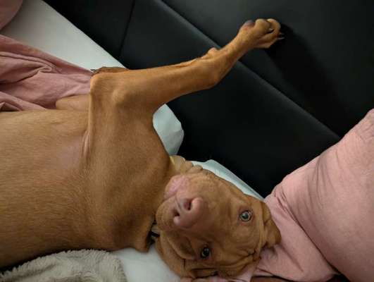 Gemeinsames Kuscheln im Bett!-Beitrag-Bild