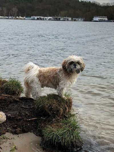 Shih tzu freunde gesucht-Beitrag-Bild