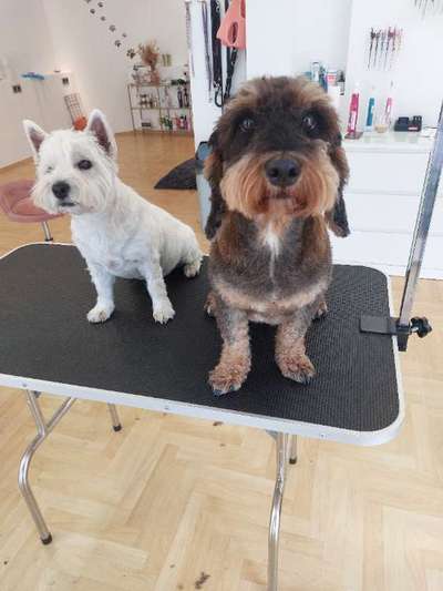 Unsere Fellnasen-Vielfalt im Überblick!-Beitrag-Bild