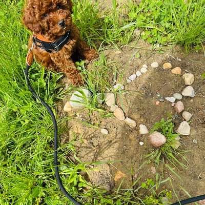 Hundetreffen-Spielrunde Welpen Hunde spielen in Wentorf-Bild