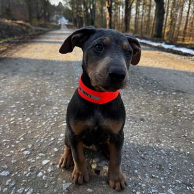 Hundetreffen-Spielstunde für Welpen/ Junghunde-Bild