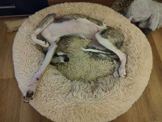 Whippet-Beitrag-Bild