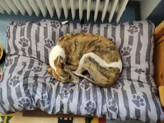 Whippet-Beitrag-Bild