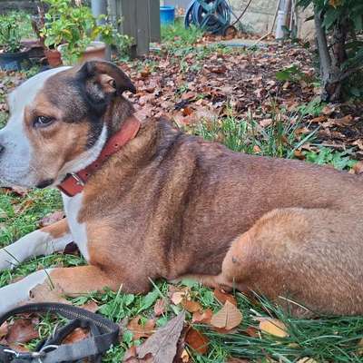 Hundetreffen-Playdate mit Cosmo-Bild