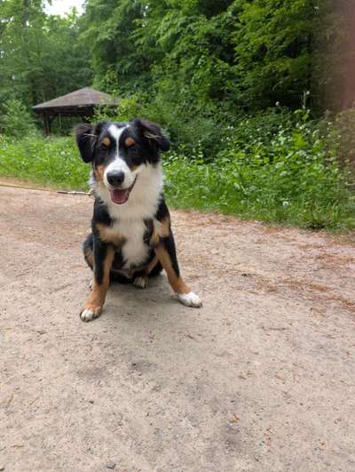 Hundetreffen-Jack sucht Hundefreunde-Bild