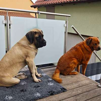 Hundetreffen-Spiel & Chillen im eingezäunten Garten 🌳-Bild