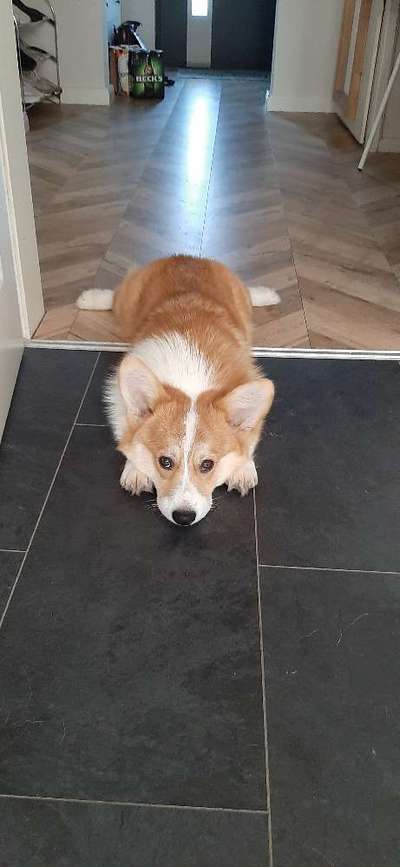 Dogorama Photo Challenge - Hundeblick zum hinschmelzen-Beitrag-Bild