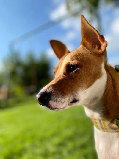 Die Dogorama Kalender Challenge Titelbild-Beitrag-Bild