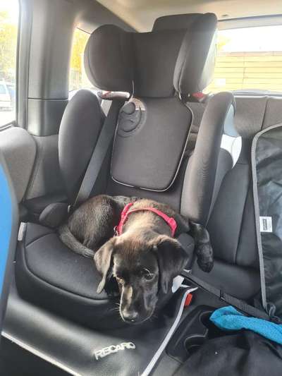 FOTOCHALLENGE 70 - Dein Hund im Auto-Beitrag-Bild