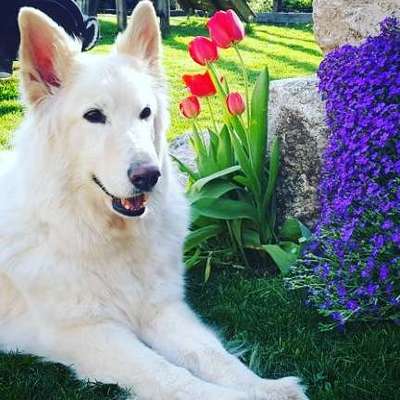 Dogorama Photo Challenge - Der Frühling kommt-Beitrag-Bild