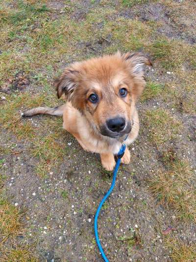 Welpen Bilder !-Beitrag-Bild