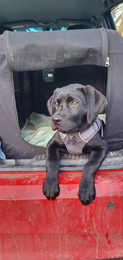 FOTOCHALLENGE 70 - Dein Hund im Auto-Beitrag-Bild