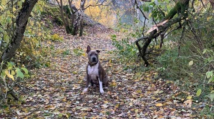 Hundetreffen-Gassi gehen / flitzen lassen 🐕‍🦺-Bild