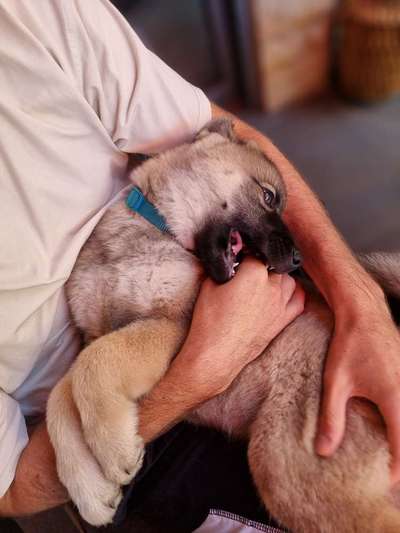 Eurasier-Beitrag-Bild