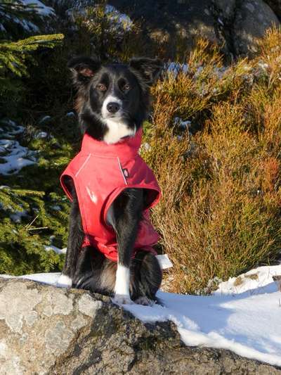 Hundetreffen-Spazierengehen-Bild