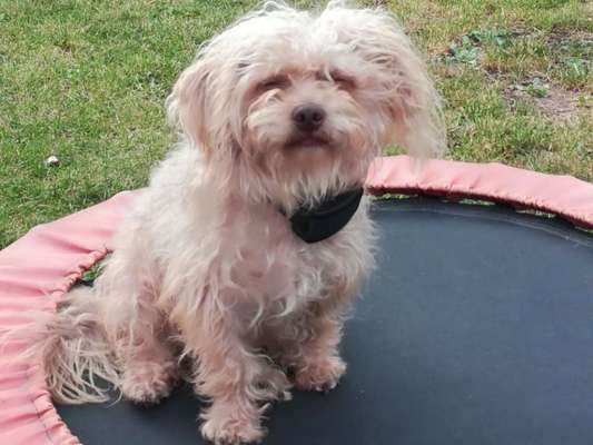 Bolonka Zwetna 🐾-Beitrag-Bild