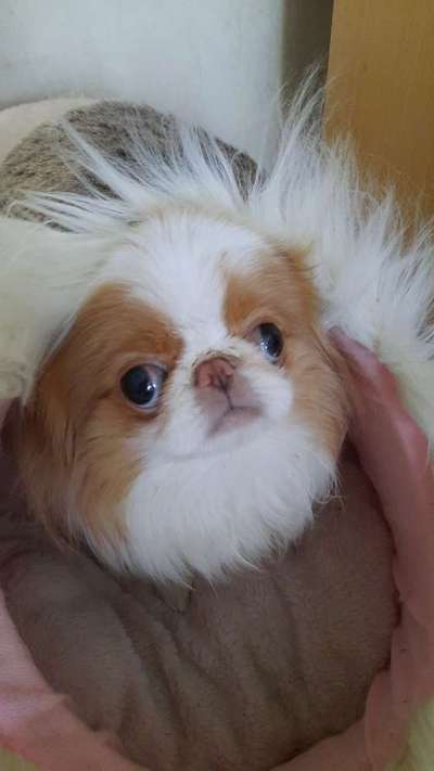 11 monate junghund bringt mich zum verzweifeln-Beitrag-Bild