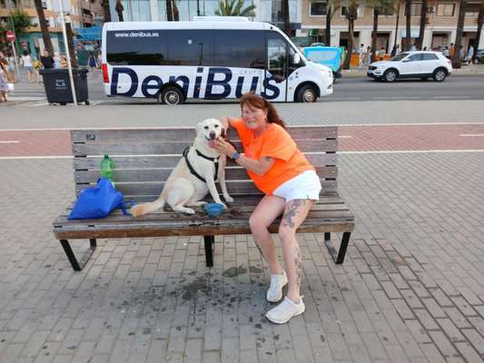 Hund abgegeben, weil Urlaub anstand? Leider kein Witz 😳-Beitrag-Bild