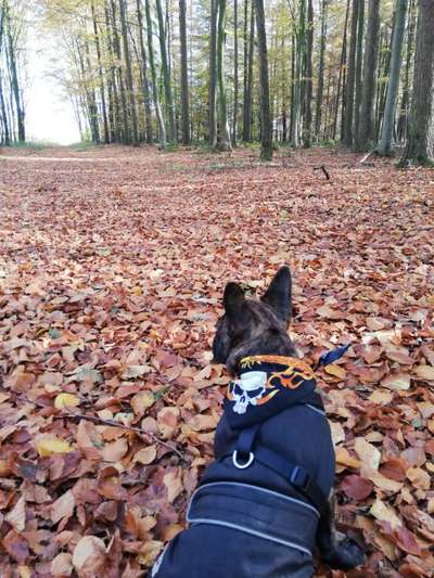 Fotochallenge Nr 55  -  Hund im November--Beitrag-Bild