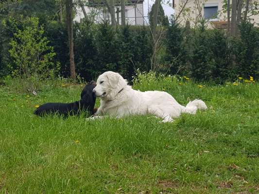 Hundetreffen-Welpentreffen in die Fränkische Schweiz-Bild