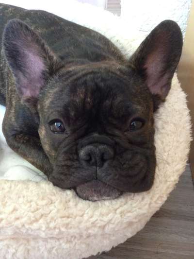 Dogorama Photo Challenge - Be my valentine-Beitrag-Bild