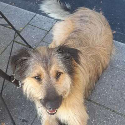 Hundetreffen-Junghunde-Profilbild