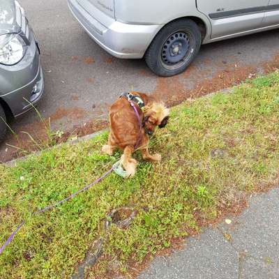 Hundekot :D-Beitrag-Bild