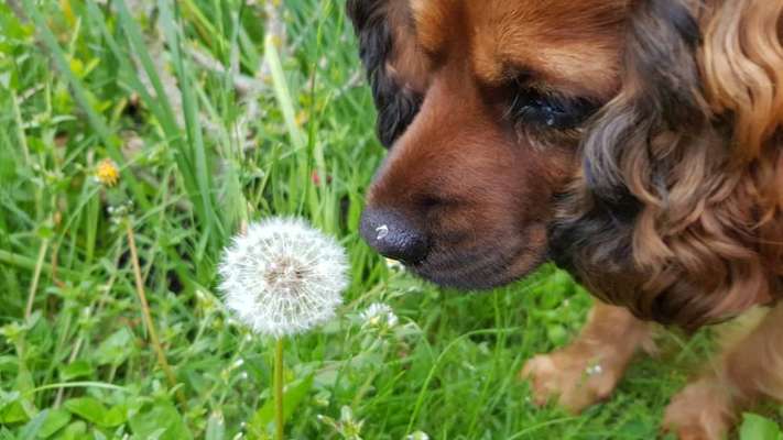 Die Dogorama Monats Challenge "Es grünt und blüht"-Beitrag-Bild