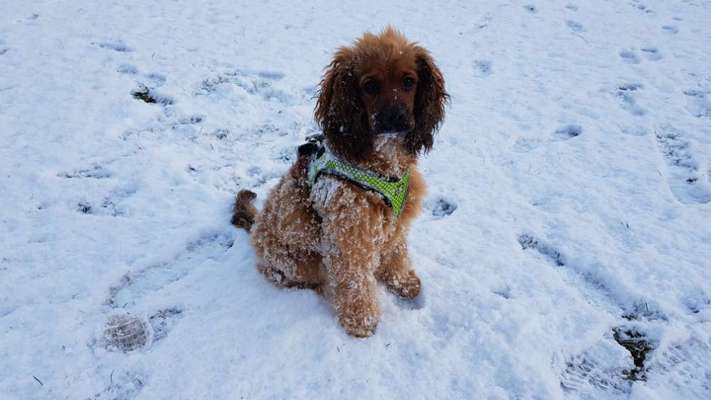 Die Dogorama Kalender Challenge Teil 2/4-Beitrag-Bild