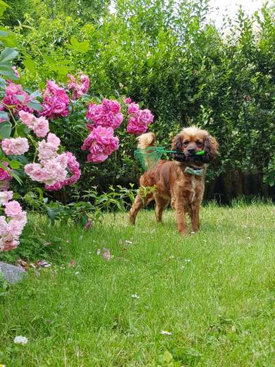 Die Dogorama Kalender Challenge 4/4-Beitrag-Bild