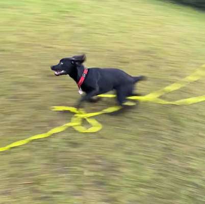 Fotochallenge 66 ~ Rennaction -Zeig deinen Hund im Lauf-Beitrag-Bild