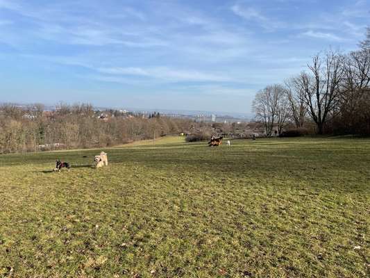 Hundeauslaufgebiet-Bismarckturm-Bild