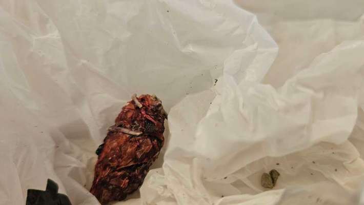 Giftköder-Mit Metall bestückte Minisalamistücke-Bild