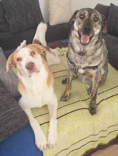 TierschutzhundeStammtisch🐕-Beitrag-Bild